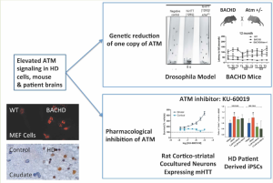 Elevated ATM signaling in HD cells, mouse & patient brains