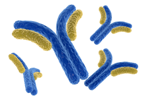 Image Source: Illustration of antibodies from shutterstock.com