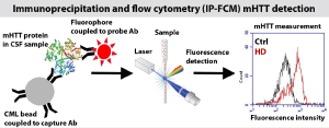 Figure: Schematic of detection of mHTT in CSF by immunoprecipitation and flow cytometry 