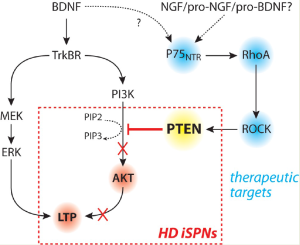 Figure: Diagram of TrkBR and p75NTR signaling in HD. TrkBR activation of PI3K and AKT leads to the induction of long-term potentiation (LTP) in striatal projection neurons (SPNs). This is attenuated in iSPNs in HD by downstream targets of p75NTR signaling.