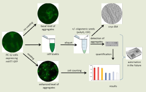 Figure: Schematic of mutant Huntingtin (mHTT) aggregation assays using whole-cell lysates (supernatants, middle of figure) and enhanced aggregation in whole cells prepared from the PC-12 cell model of HD