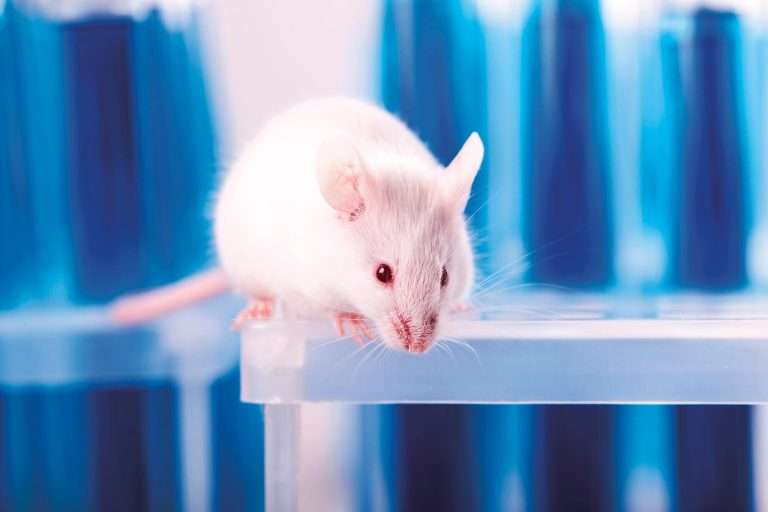mouse