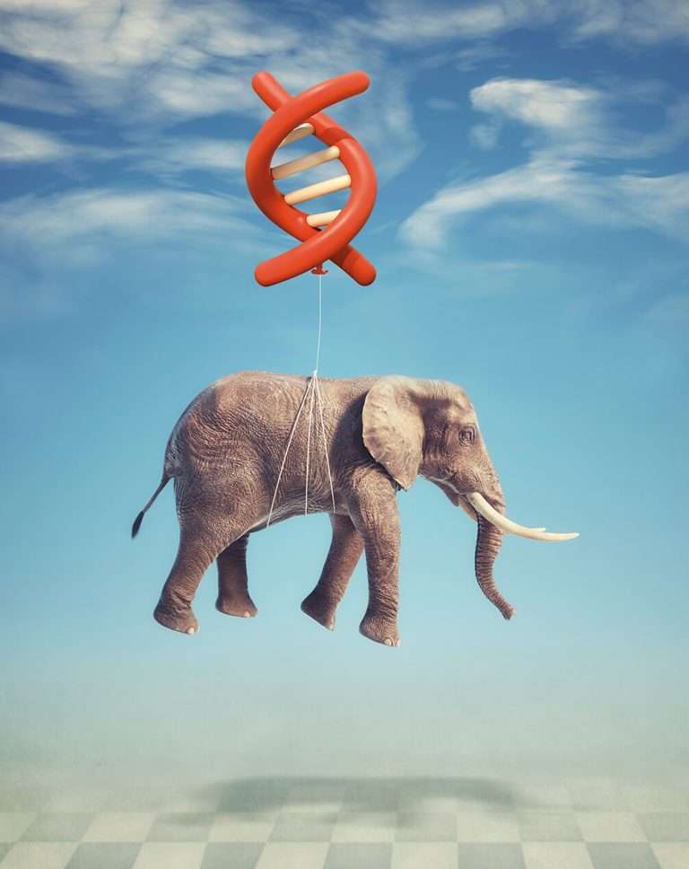 Elephant4 v2